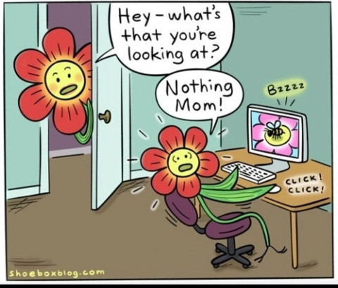 flower porn - meme