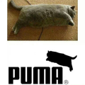 Puma...