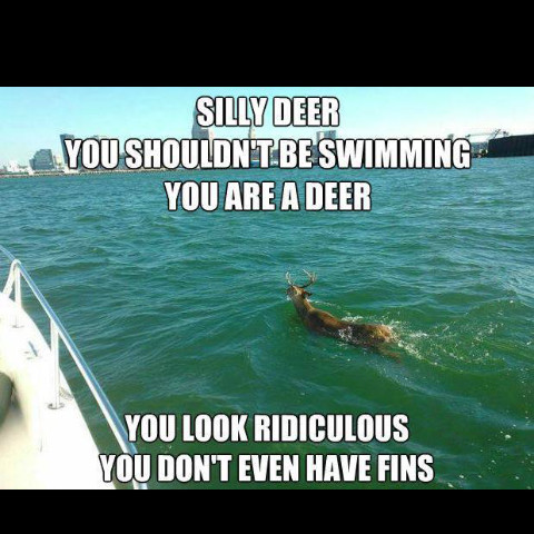 silly deer - meme