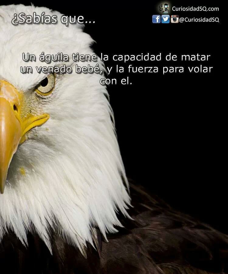 aguilas - Meme by ekaitz :) Memedroid