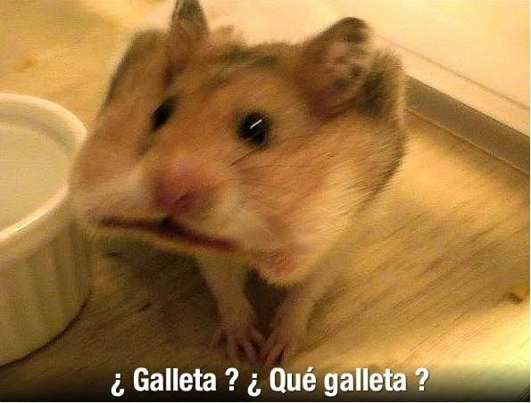 Galleta - meme