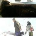 Cat witness