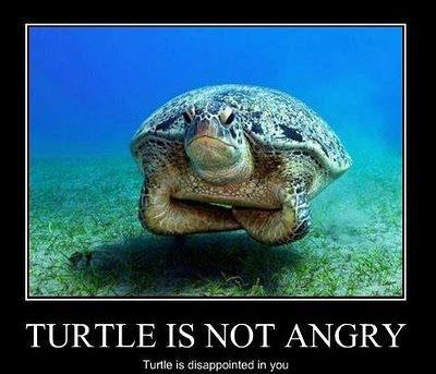 turtle is disapointed in you - meme