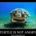 turtle is disapointed in you