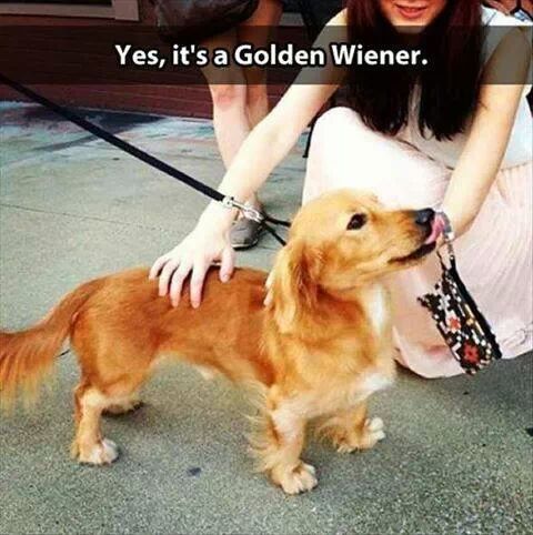 haha wiener - meme