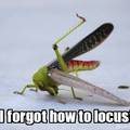 silly locust