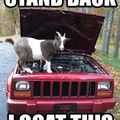 i goat this