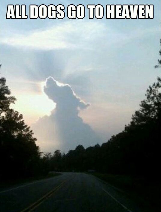 All dogs go to heaven - meme