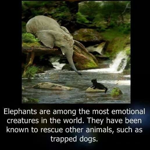 them feels. i wanna hug an elephant - meme