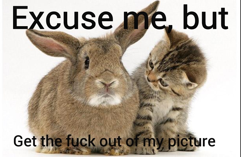yeah bunny - meme