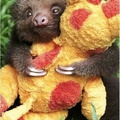 baby sloth <3