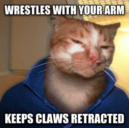 i want good guy cat. right now. my arm looks like it fought a blender. - meme