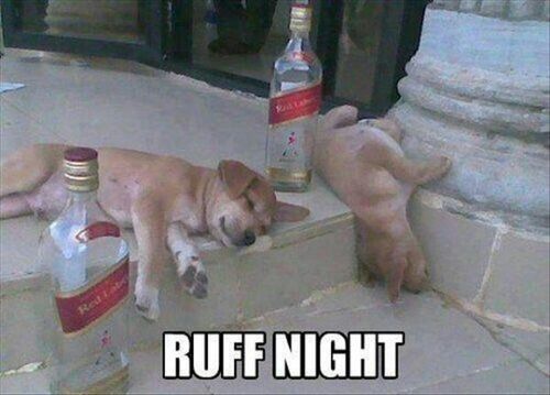 Ruff Night - meme