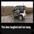 that deer :O