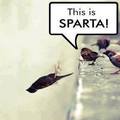 this is sparta!
