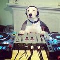 DJ dog