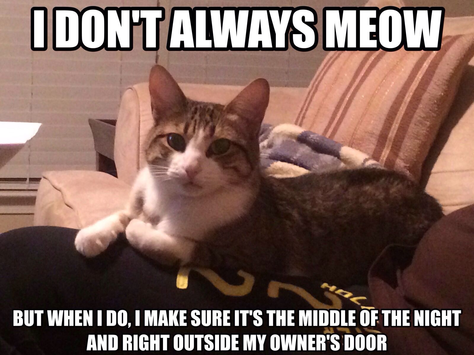 The most interesting cat in the world - meme