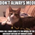 The most interesting cat in the world
