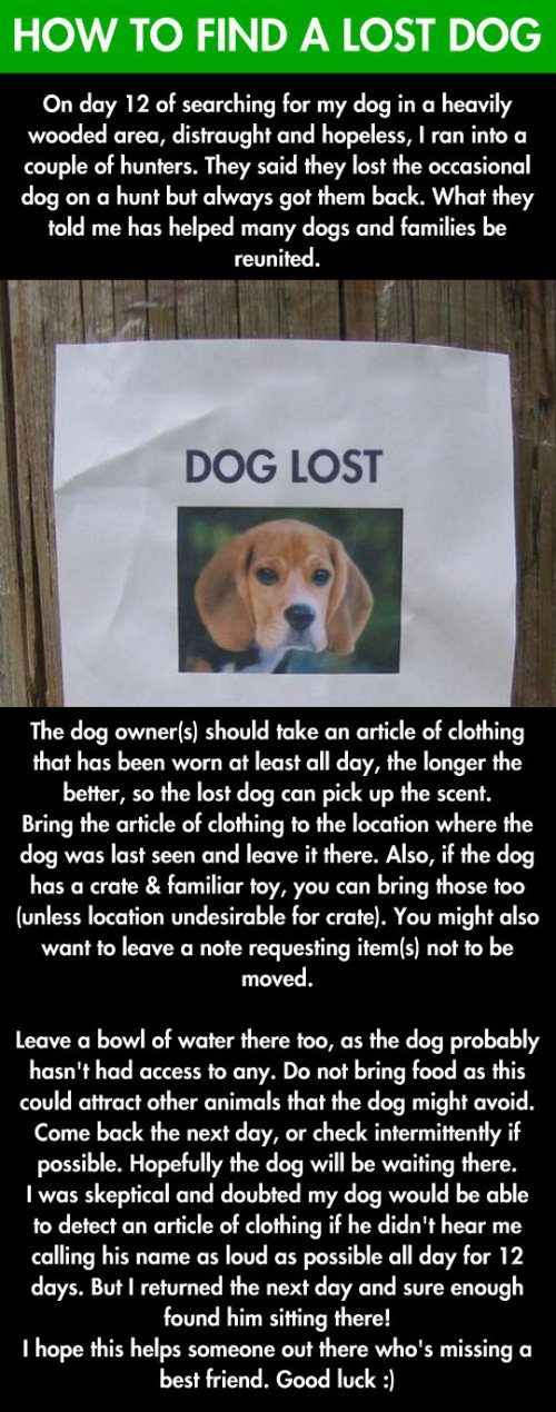 Finding a lost dog - meme