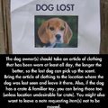 Finding a lost dog
