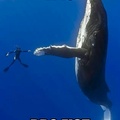 Whale of a bro fist