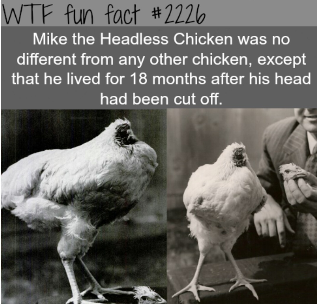 цыпленок майк без головы фото