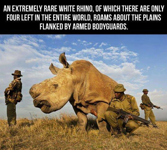 the white rhino boobs.... - Meme by ilredibello460 :) Memedroid