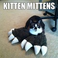 Kitten mittens