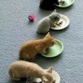 kittens..