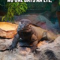 iguanas...