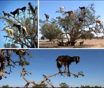 goats on the tree!!!! - meme
