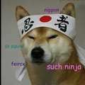wow such doge