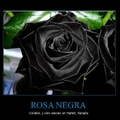 Rosa negra
