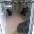 Poor dogs