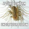 wht dont you have a look under your pillow