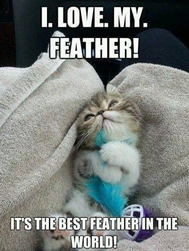 daaawh i love feathers to - meme