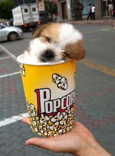 Anyone want some Pupcorn? - meme