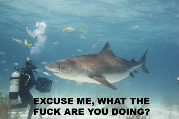 sharks are cool - meme