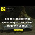 Les poissons harengs