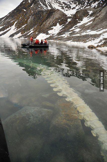 the skeleton of a fin whale.. - meme