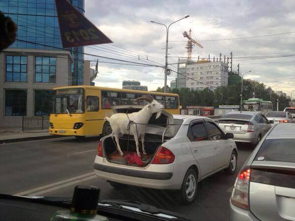 This goat will pullage your village. In Ulaanbaatar, Mongolia. - meme