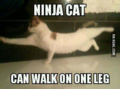 ninja cat.. - meme