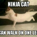 ninja cat..
