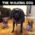 The walking dog...