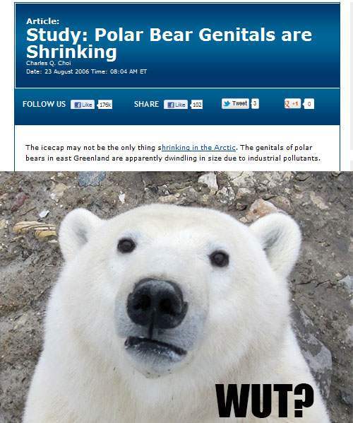 Poor polar bear - meme