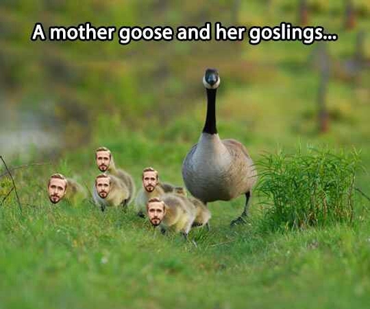 Ryan Goslings - meme