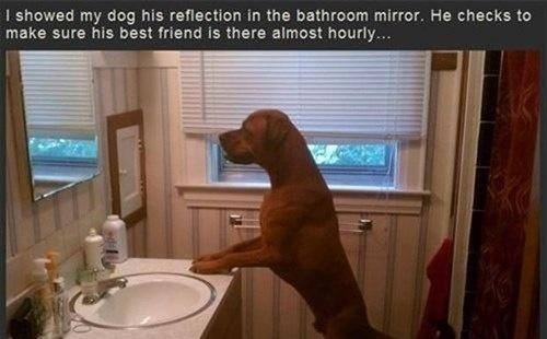 Who's that doggy in the mirror... - meme