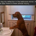 Who's that doggy in the mirror...