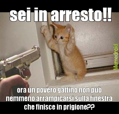 gatto in arresto - meme