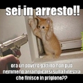 gatto in arresto